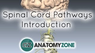 Spinal PathwaysTracts  Part 1  Introduction  Anatomy Tutorial [upl. by Ayat143]