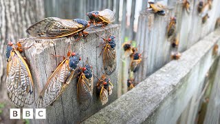 Why 2024s cicada emergence is so rare  BBC Global [upl. by Newol780]