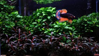 Planted Betta Tank Upgraded With Fertilizer Dosing System [upl. by Mccandless722]