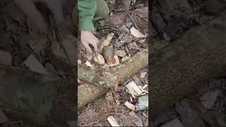 bushcraft camping survival bushcrafting skills lifehacks [upl. by Ogilvy286]