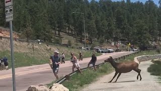 Aggressive Elk Charges People In Evergreen [upl. by Divd]