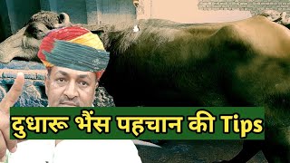 दूधारू भैंस कैसे पहचाने।How Select High Milker BuffaloHigh Milk Yielding Best Buffalo YouTube [upl. by Roland]