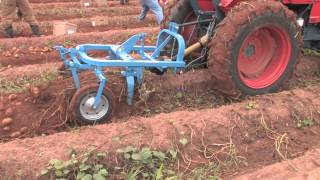 How To Harvest Potatoes [upl. by Gianna]