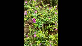 மெக்சிகன் ஹெதர் பூLavender Color Cuphea HyssopifoliaMexican HeatherTrending yt shot video viral [upl. by Chancey]