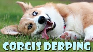 Corgis derping COMPILATION  funny cute dog fails and silly moments [upl. by Farrell]