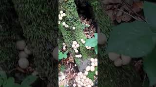 LYCOPERDON PERLATUMampPUF MANTARI [upl. by Whiney]