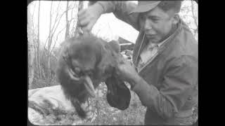 People of the Muskeg A Moose Hunt Gene Gregoret 1969 [upl. by Sicard582]