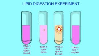 lipid digestion experiment [upl. by Forsyth]