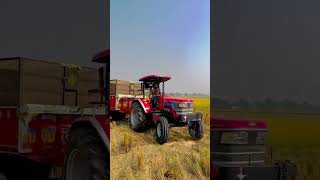 agriculture agrifarm kheti viralvideo viralshorts [upl. by Nosreffej]