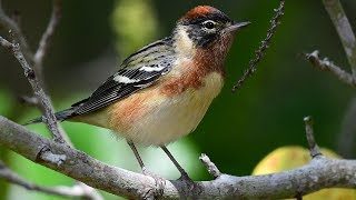 Unusual Weather Event Makes For Incredible Bird Photography Nikon D500 Fort DeSoto [upl. by Anne-Corinne]