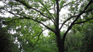 Blackpoll Warbler Song Macon Georgia April 29 2013 [upl. by Millan131]