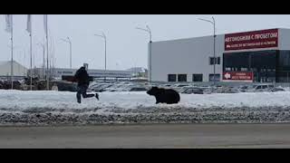 Медведь в городе Нижневартовск 17032021 [upl. by Stephannie]