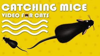 CAT GAMES  Catching Mice Entertainment Video for Cats to Watch  CAT amp DOG TV [upl. by Johnsson856]