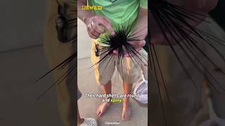 The Secret Life of Sea Urchins What Happens Under the Waves 😱 [upl. by Blank]