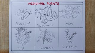 Medicinal plants drawing easy Different Types of medicinal plants drawing Pencil drawing [upl. by Arramat]