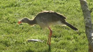 Landgoed Hoenderdaell  RedLegged Seriema [upl. by Sacksen]