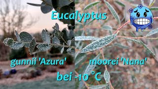 Eukalyptus bei 10 °C Frost [upl. by Cam]