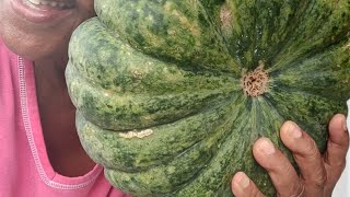 First Harvest of Jarrahdale pumpkin 869 lbs [upl. by Delila]