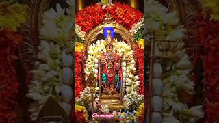 Azhagellam muruganeom murugaom Saravana bhavamurugandeiva bhakti padalgal🦚🌷🙏🦚🌷🙏🦚 [upl. by Banna]