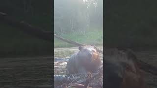 Unbelievable close up Beaver building dam [upl. by Radek]