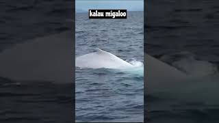 paus albino migaloo factanimals faktaunik whale [upl. by Walcott]