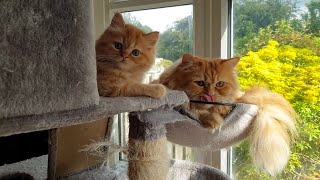 Feline Serenity Cats Relaxing in Their Tower [upl. by Sabrina]