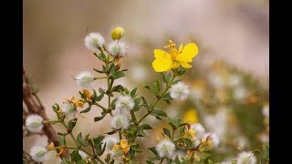 Larrea tridentata creosote bush [upl. by Ainoet]