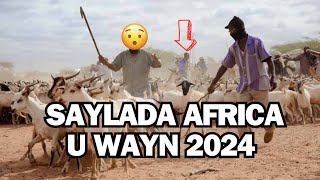 SAYLADA HARGEISA MAXA KA DHACAY 2024 [upl. by Sihonn565]