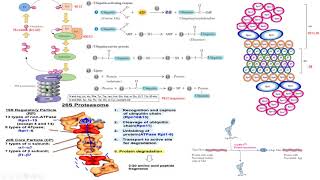 proteasome ubiquitin proteosoma biología molecular biology [upl. by Howlend18]