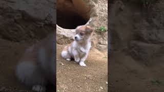 dog duck baby video trending funny video 2024 [upl. by Hung330]