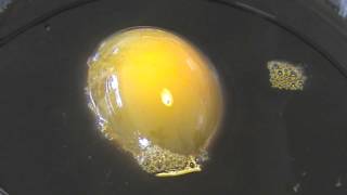 Demonstration of Osmosis using an Egg [upl. by Eric]