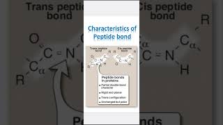 Characteristics of Peptide bond [upl. by Naugal890]