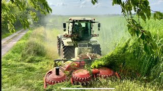 Xerion 4200 With Wittrock Hempcut  Hemp Harvest With Grahns Maskintjänst 4K [upl. by Syramad713]