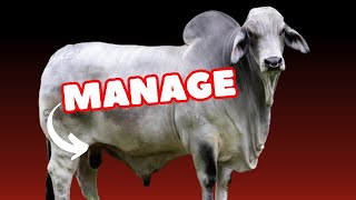 How to Efficiently Manage the Reproduction of Beef Cattle [upl. by Salesin]