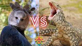 Harpy Eagle VS Perentie Monitor Lizard Who Will Win The Fight [upl. by Ainnet545]