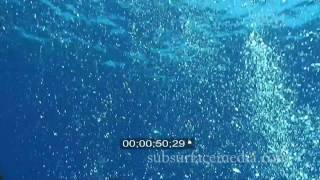 Stock Footage Underwater Bubble Field [upl. by Adyaj426]