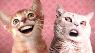 les chats chante [upl. by Jaime]