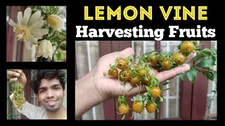 Lemon Vine Pereskia aculeata Fruits Update  Nandanam Exotics  By Nirmal kumar [upl. by Aihsat32]