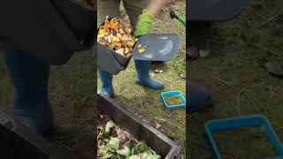 Create Compost in 3 Weeks ONLY gardening compostingprocess [upl. by Daht910]