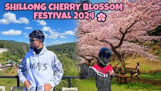 Shillong Cherry Blossom Festival 2024🌸Guwahati to Shillong [upl. by Nnaeinahpets22]