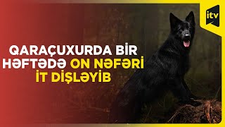 Qaraçuxurda bir həftədə on nəfəri it dişləyib [upl. by Jerrylee]