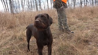 Pudelpointer Martha  3 Years old [upl. by Schaffel]