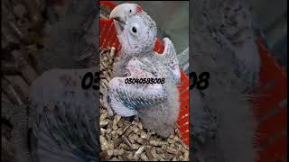 Green wing Macaw chick Avaliable for sale birds macaw parrot rawparrots greenwingmacaw pets [upl. by Dragon]