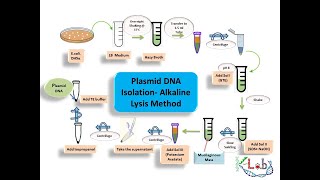 Plasmid DNA isolation by Alkaline Lysis method  PLASMID DNA ISOLATION  PLASMID EXTRACTION [upl. by Riba]