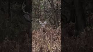 Weird looking buck deerwatching deersighting whitetaildeer hunting deerhunting nature [upl. by Nalyk130]