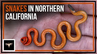 Looking for Snakes in Northern California  Part I [upl. by Ettezel694]