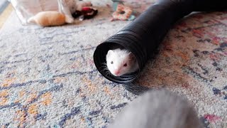 Adorable Ferrets Playing  DOOK SOUNDS [upl. by Anikehs]