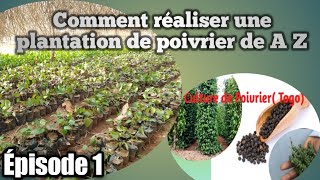 comment réaliser une plantation de poivriers  épisode 1 [upl. by Amado]