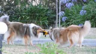 Rough Collies playing [upl. by Eimme]