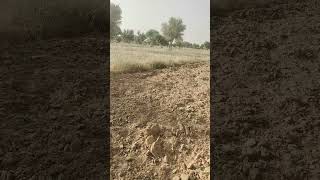 agriculture tomato farming indianfarm farmingindia farmer tomatoe potato tomatocutting [upl. by Hallee]